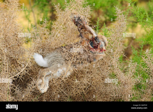 Rabbit Corpse