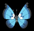 Marine Vivillon