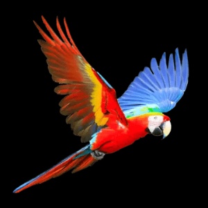 Polly
