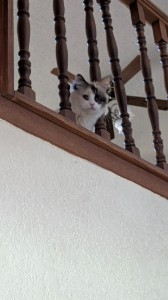 jailed