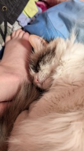 foot