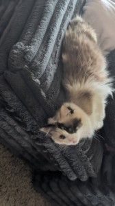 cute
