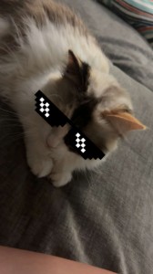 kool kat