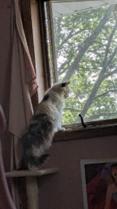 spy kat