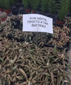 Октавия Х Варана