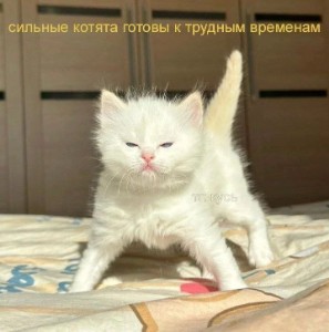 Катла Х Нико