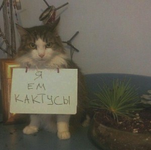 Варана Х Фелиция