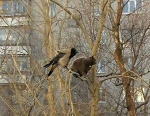 Йола Х ворон Вараны