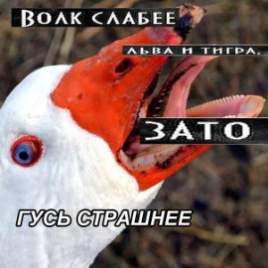 Раф Х Уржубаль