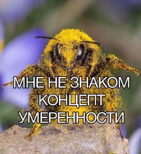 Рейн Х Мэрит Х Ульфа Х Йор