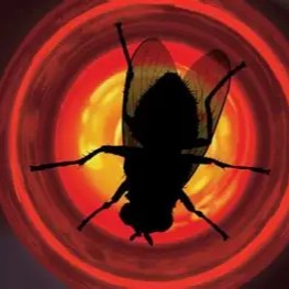 Fly (3x10)