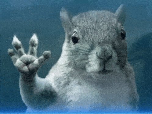 Grey Squirrel