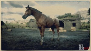 Appaloosa