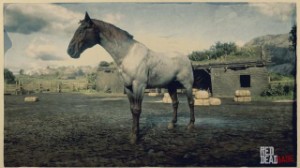 Dutch Warmblood