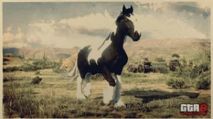 Gypsy Cob