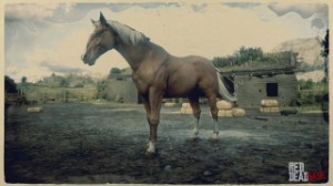 Hungarian Halfbred