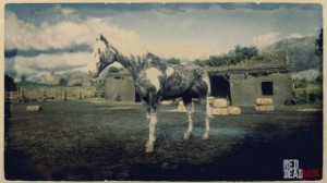 Missouri Fox Trotter