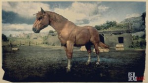 Suffolk Punch