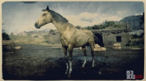 Turkoman