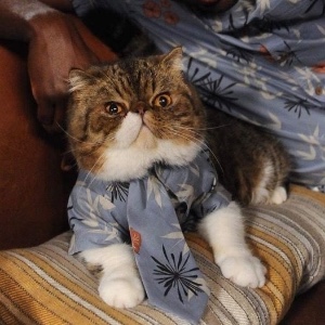 Furguson