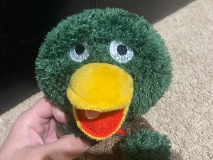 Duck