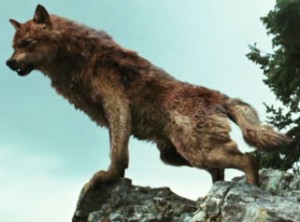 Jacob Black