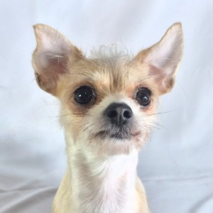Peanut