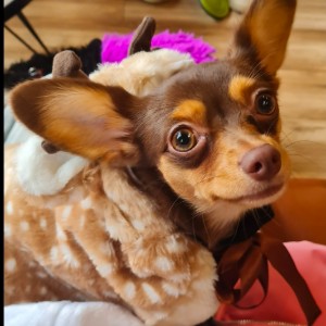 Bambi