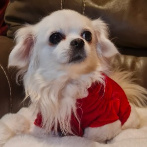 Tobi