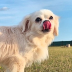 Duke