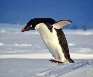 Adelie penguin