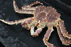 Alaska king crab