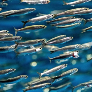 Anchovy