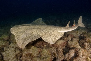Angelshark