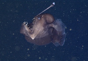 Angler