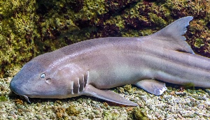 Bambooshark