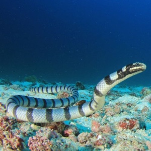 Banded sea krait