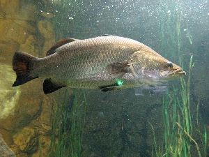 Barramundi