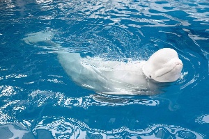 Beluga