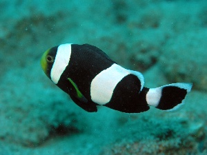 Black clown fish