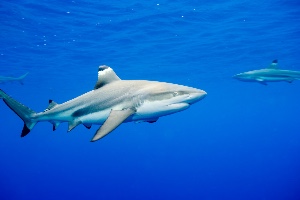 Blacktip reef shark