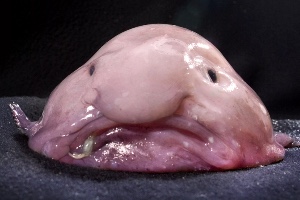 Blob fish