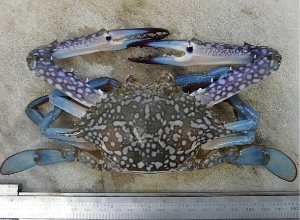 Blue crab