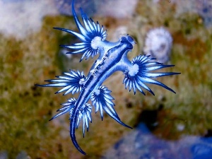 Blue dragon