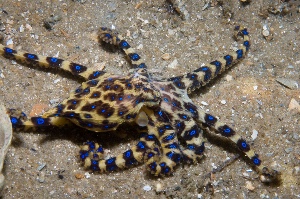 Blue ringed octopus