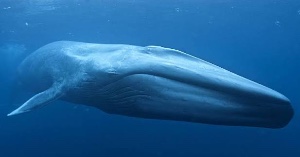 Blue whale