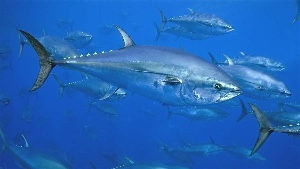 Bluefin tuna
