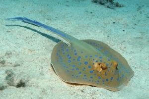 Bluespotted ribbontail stingray