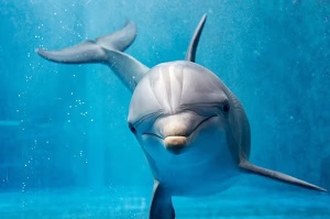 Bottlenose dolphin