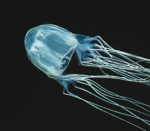 Box jellyfish